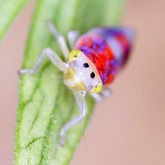 Evacanthus interruptus