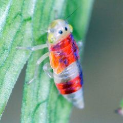 Evacanthus interruptus