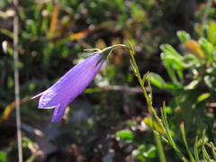 Campanula pseudostenocodon