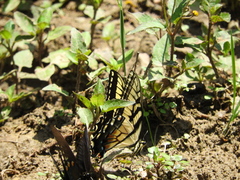 Papilio alexiares garcia