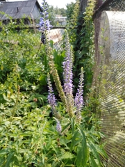 Veronica longifolia