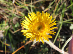Pentanema montanum