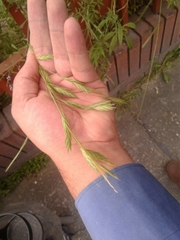 Bromus pitensis