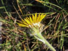 Pentanema montanum