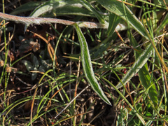 Pentanema montanum