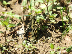 Papilio alexiares garcia