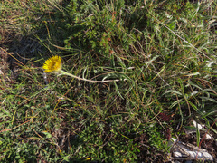 Pentanema montanum