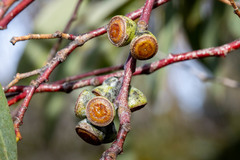 Eucalyptus coccifera