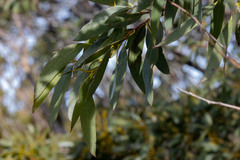 Eucalyptus coccifera