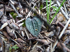 Eriochilus collinus collinus