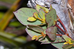 Eucalyptus coccifera