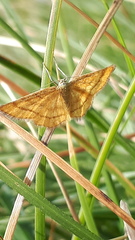 Idaea flaveolaria