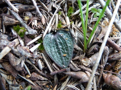 Eriochilus collinus collinus