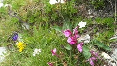 Pedicularis kerneri