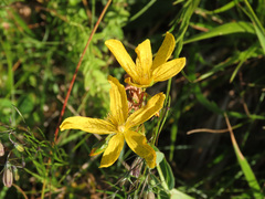 Hypericum richeri