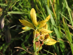Hypericum richeri