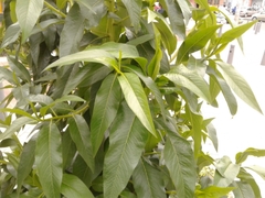 Escallonia pendula