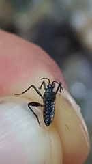 Velia gridellii