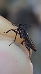 Velia gridellii