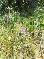 Allium carinatum pulchellum