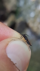 Velia gridellii