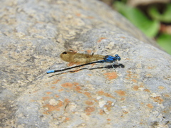 Argia rhoadsi
