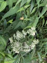 Eupatorium chinense tozanense