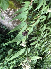 Eupatorium chinense tozanense