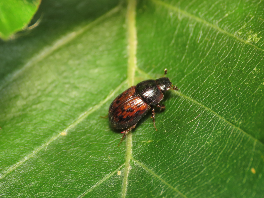 Limarus zenkeri