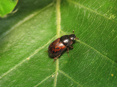 Limarus zenkeri