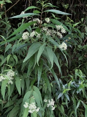 Eupatorium chinense tozanense