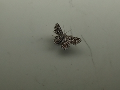 Cinglis andalusiaria