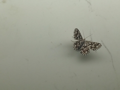 Cinglis andalusiaria