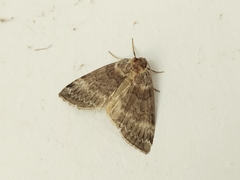 Tetheella fluctuosa