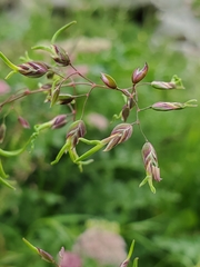 Poa alpina vivipara
