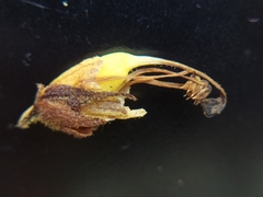 Orobanche reticulata