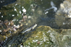 Periophthalmus chrysospilos