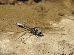Macrothemis pseudimitans