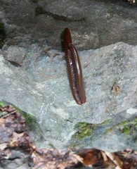 Pachyiulus hungaricus