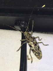 Monochamus marmorator