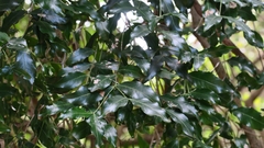 Pleurostylia capensis