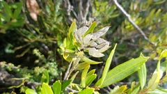 Orites diversifolius