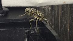 Monochamus marmorator