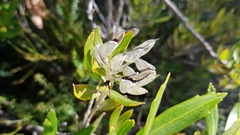 Orites diversifolius