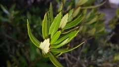 Orites diversifolius