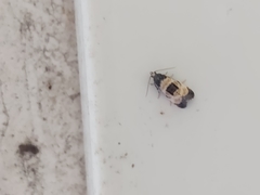 Neocochylis dubitana