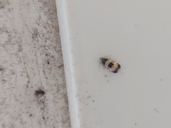 Neocochylis dubitana