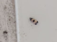 Neocochylis dubitana