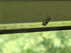 Neocochylis dubitana