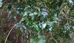 Pleurostylia capensis